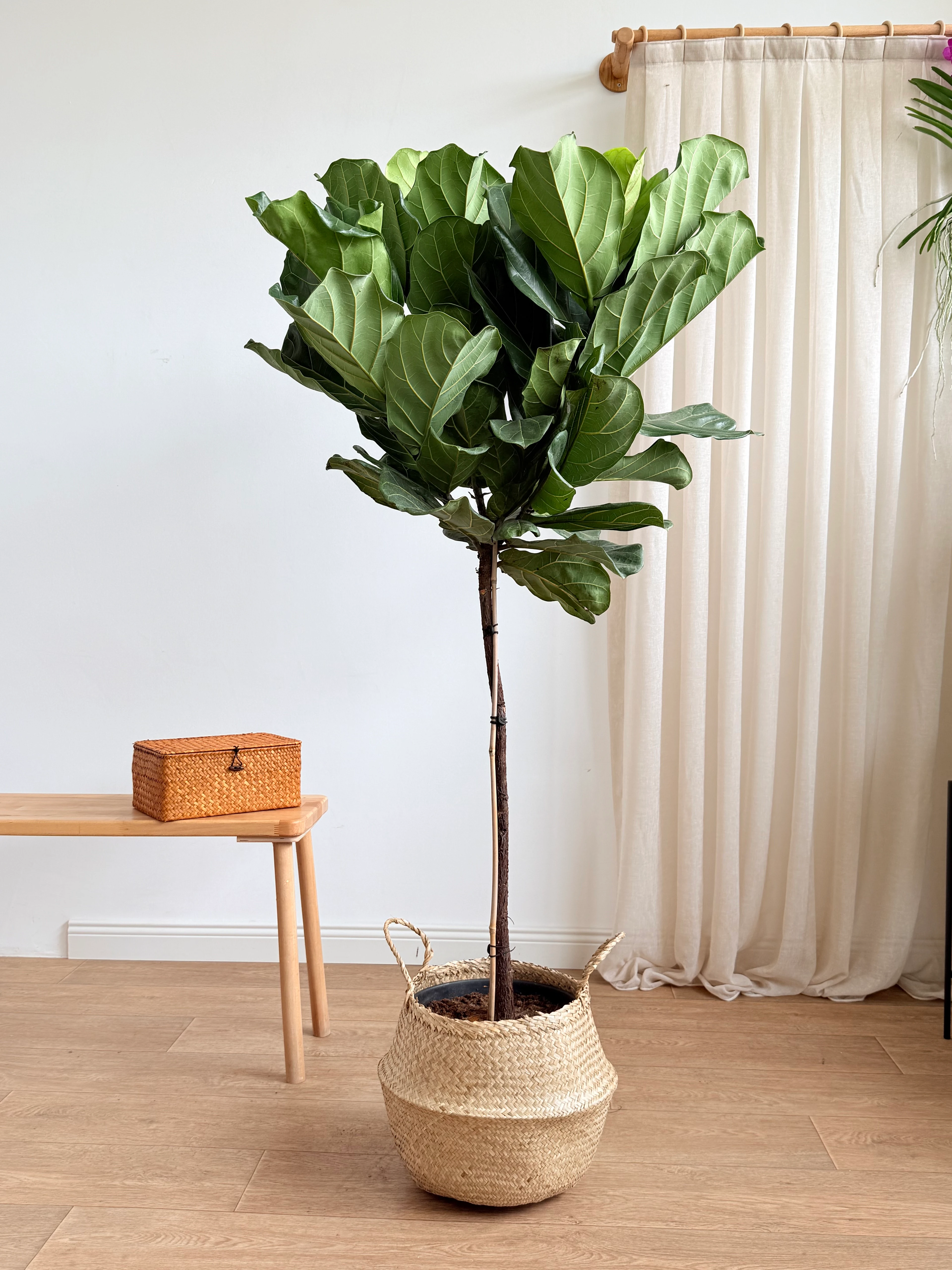 170-190 cm anaç çatallı lyrata (ficus lyrata)