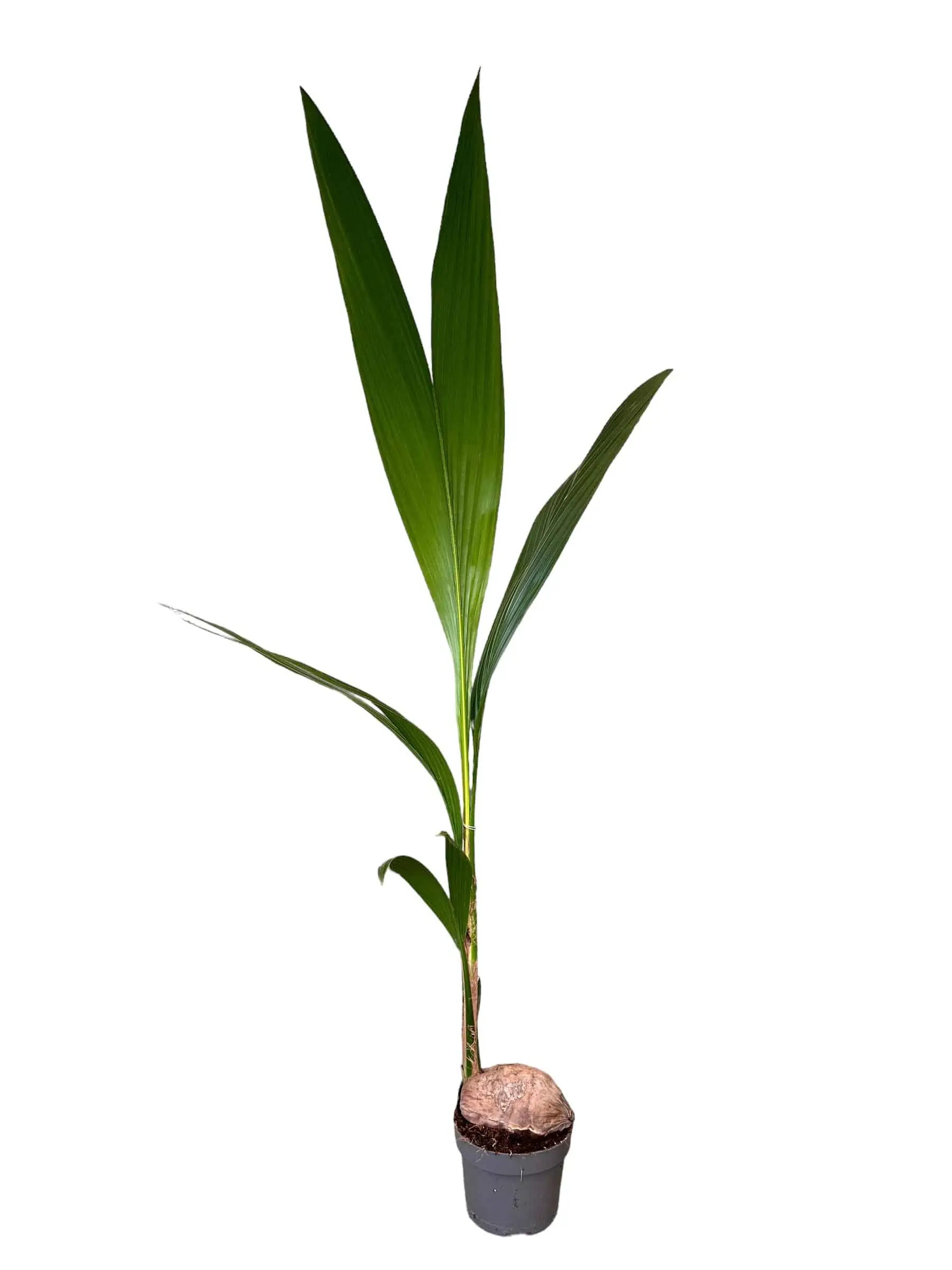 Cocos Palm 140-150 cm