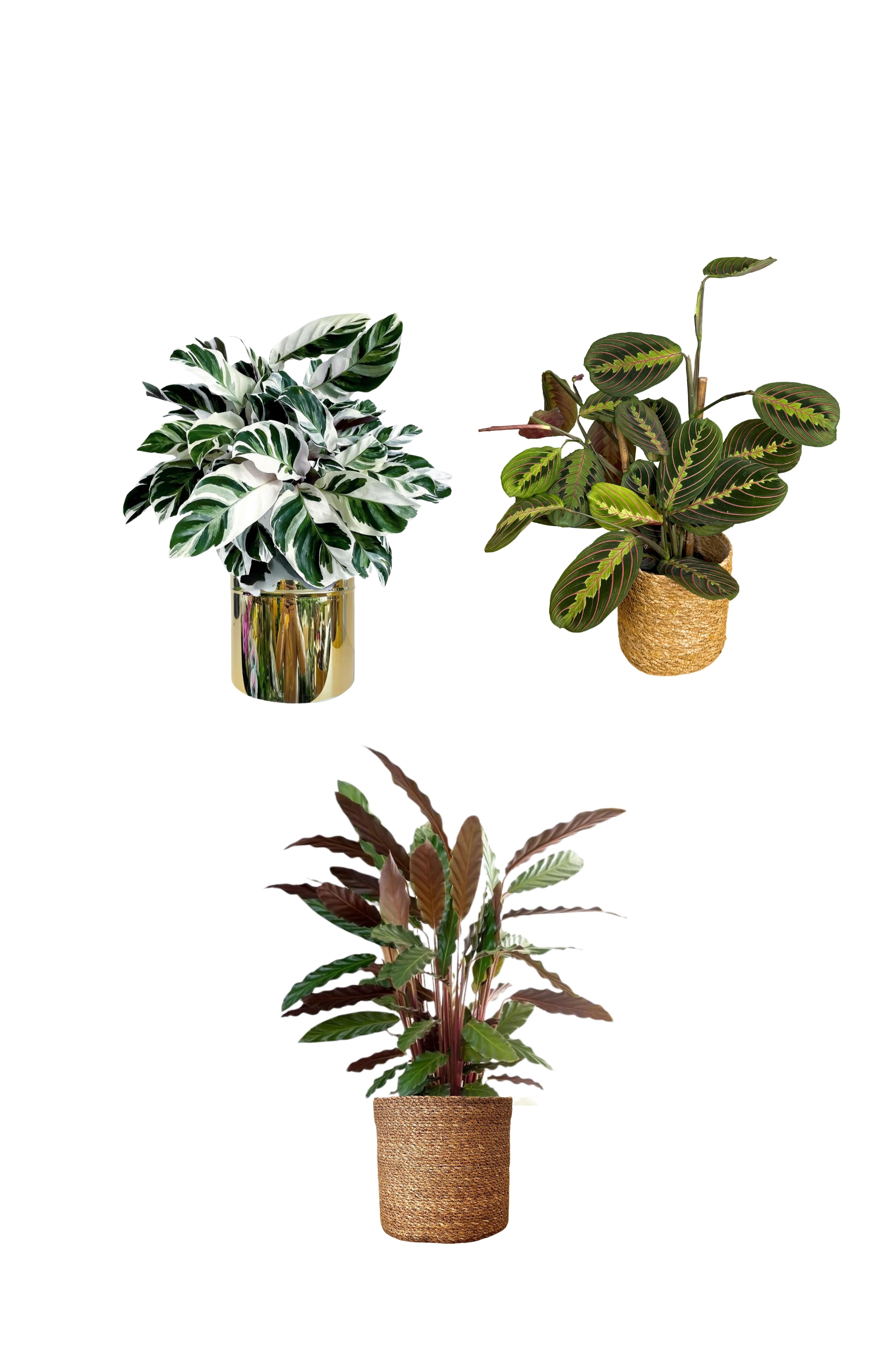 Calathea Üçlü Set(White-Maranta-Rufibarba)