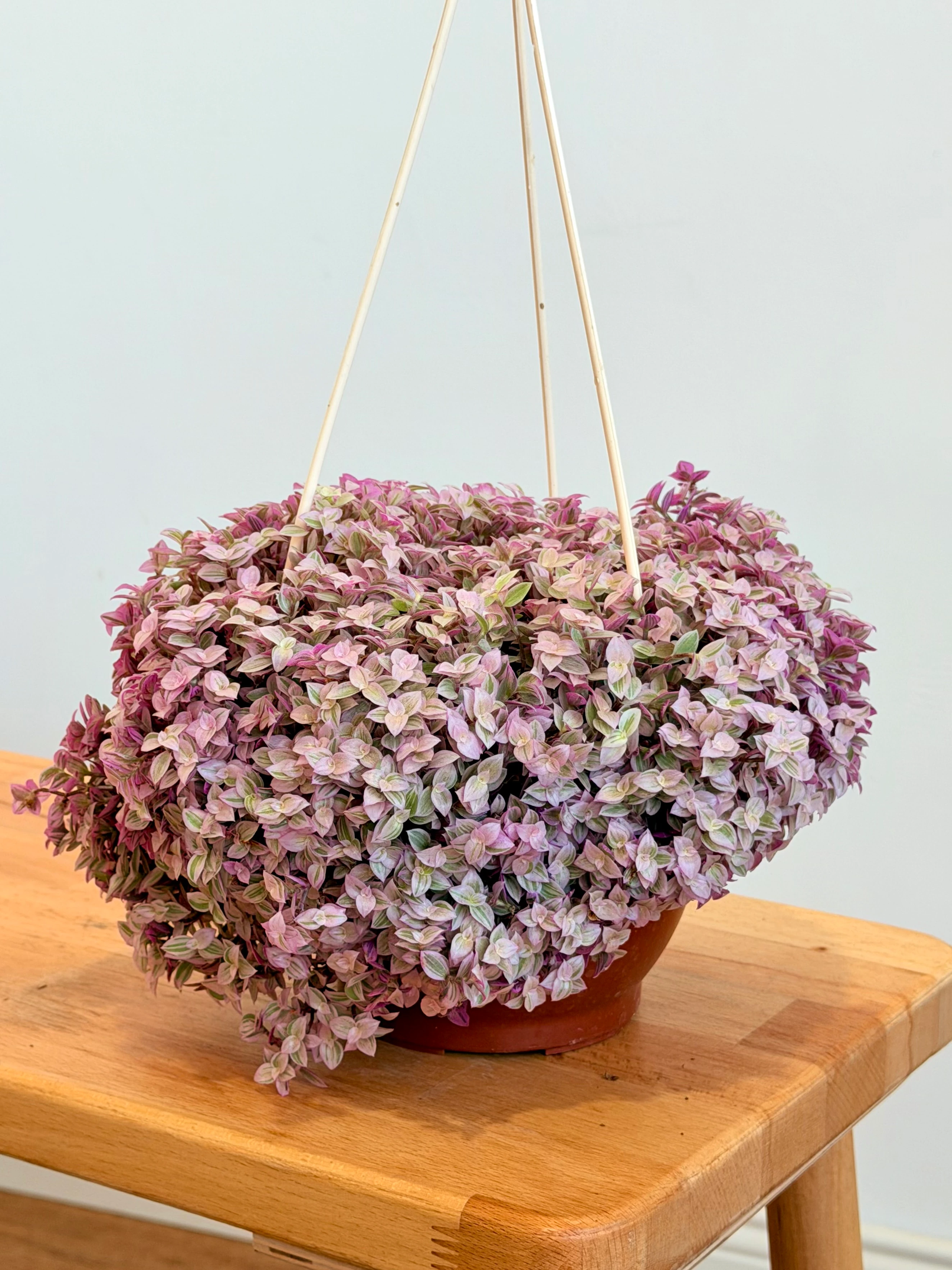 Pink Lady  Gri Poşetli Hasır Saksıda