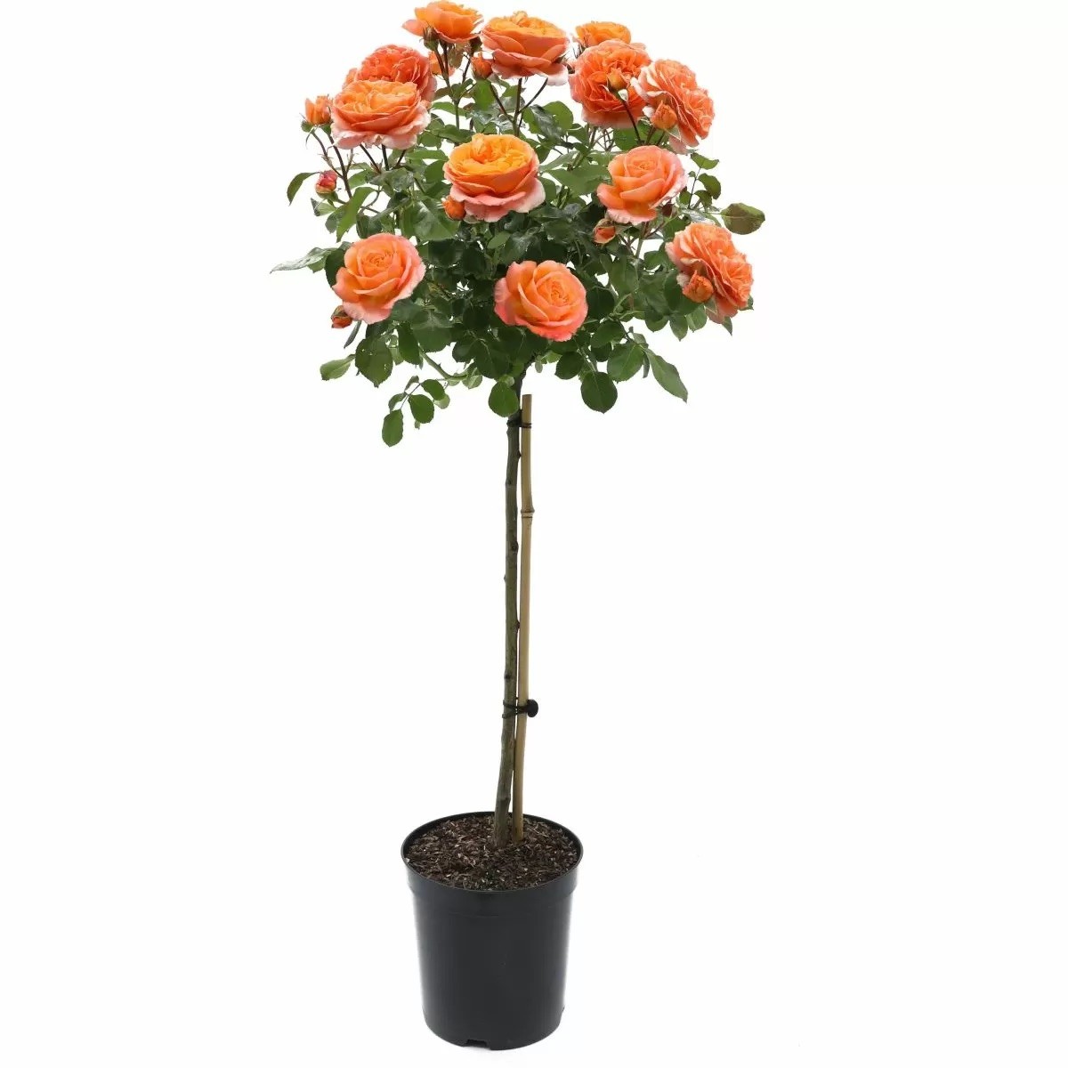 Turuncu Tijli Gül /Lisanslı 170-180 cm
