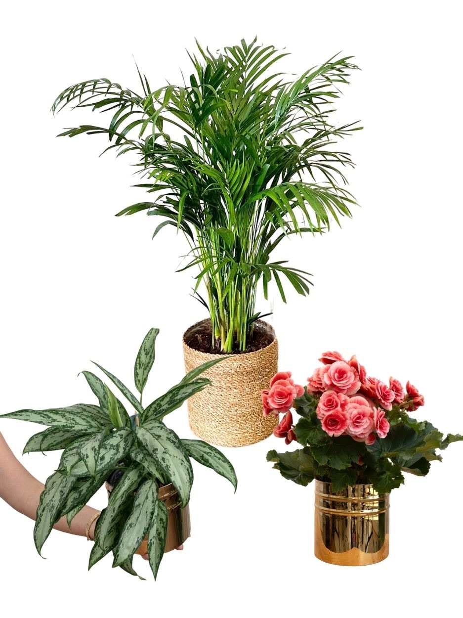 Yeşil & Çiçekli Premium Bitki Seti (80 cm Areka Palmiyesi-Aglaonema-Begonia Eliator