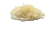 Damla Sakızı %100 Saf Katkısız