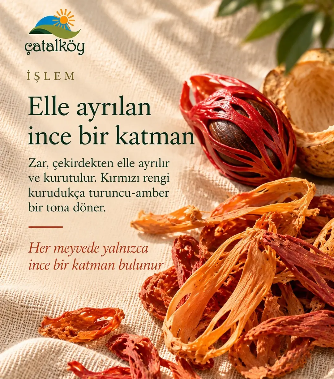 Elle ayrılan besbase zarı ve kurutulmuş parçalar