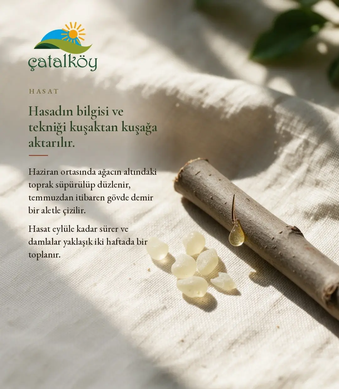 Sakız ağacının kabuğundan sızan reçine, hasat