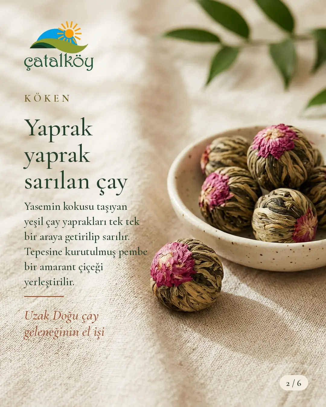 Yaprak yaprak sarılan çiçek açan çay tomurcuğu