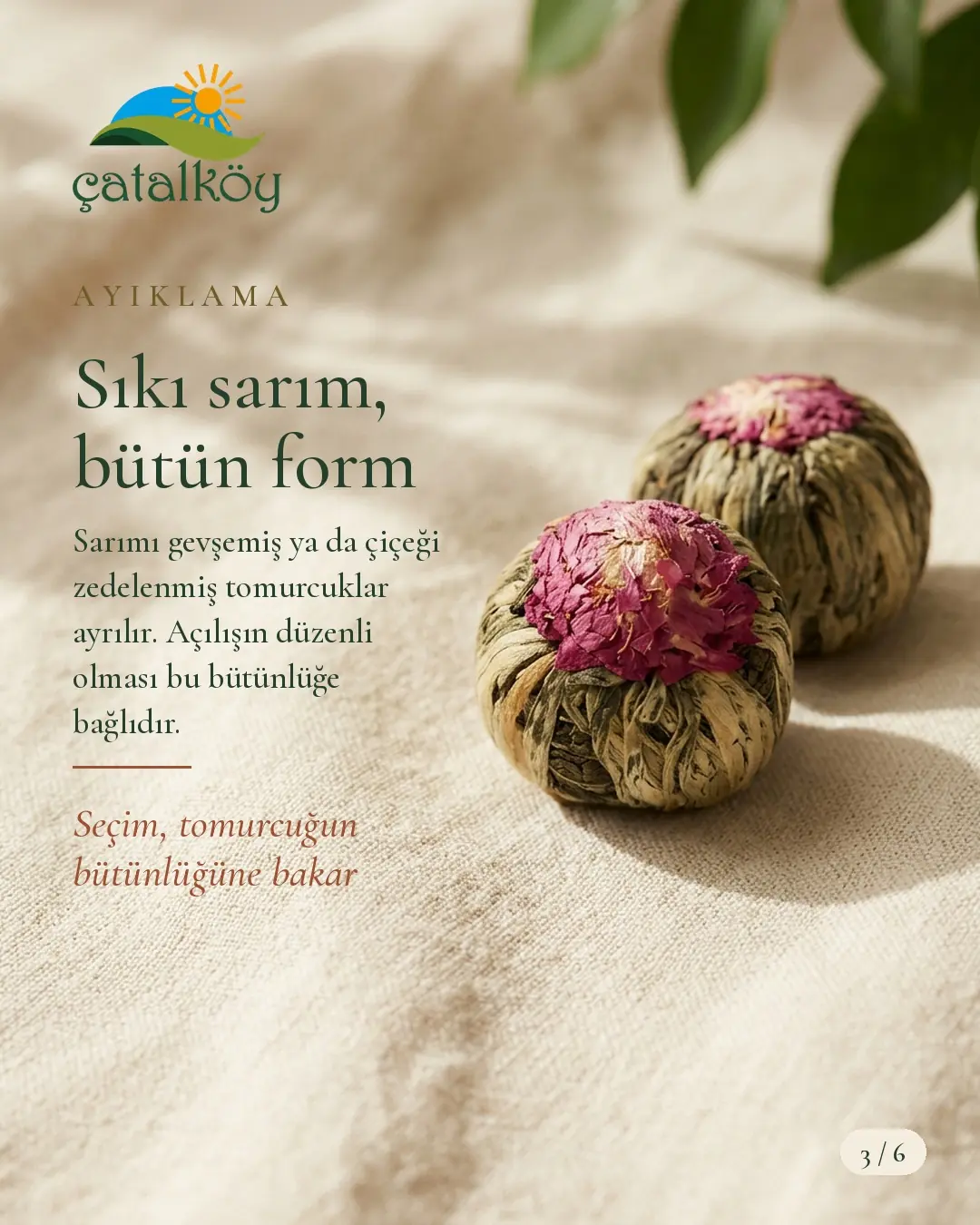 Sıkı sarılmış, bütün formlu çiçek açan çay tomurcukları