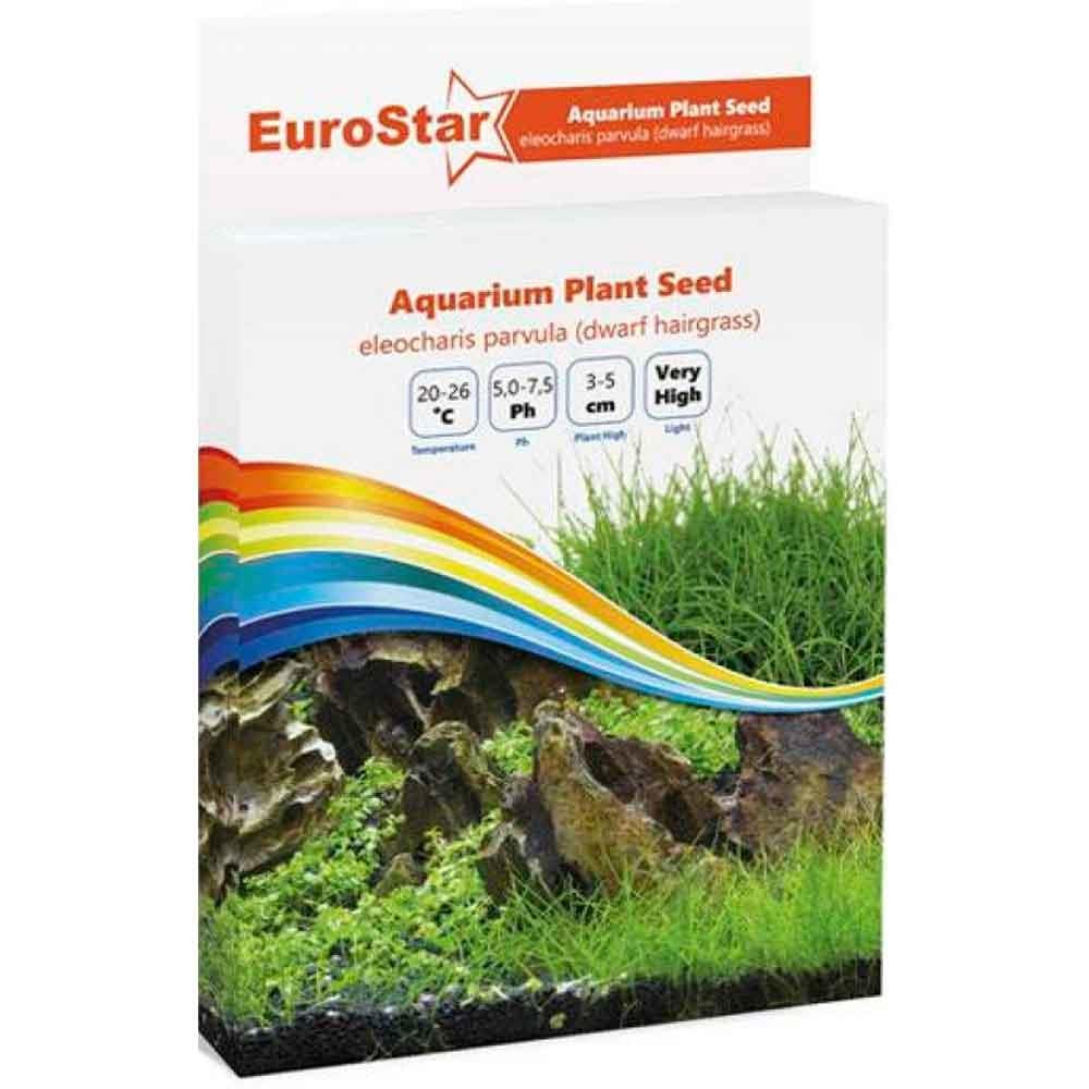Eurostar Bitki Tohumu Eleocharis Parvula