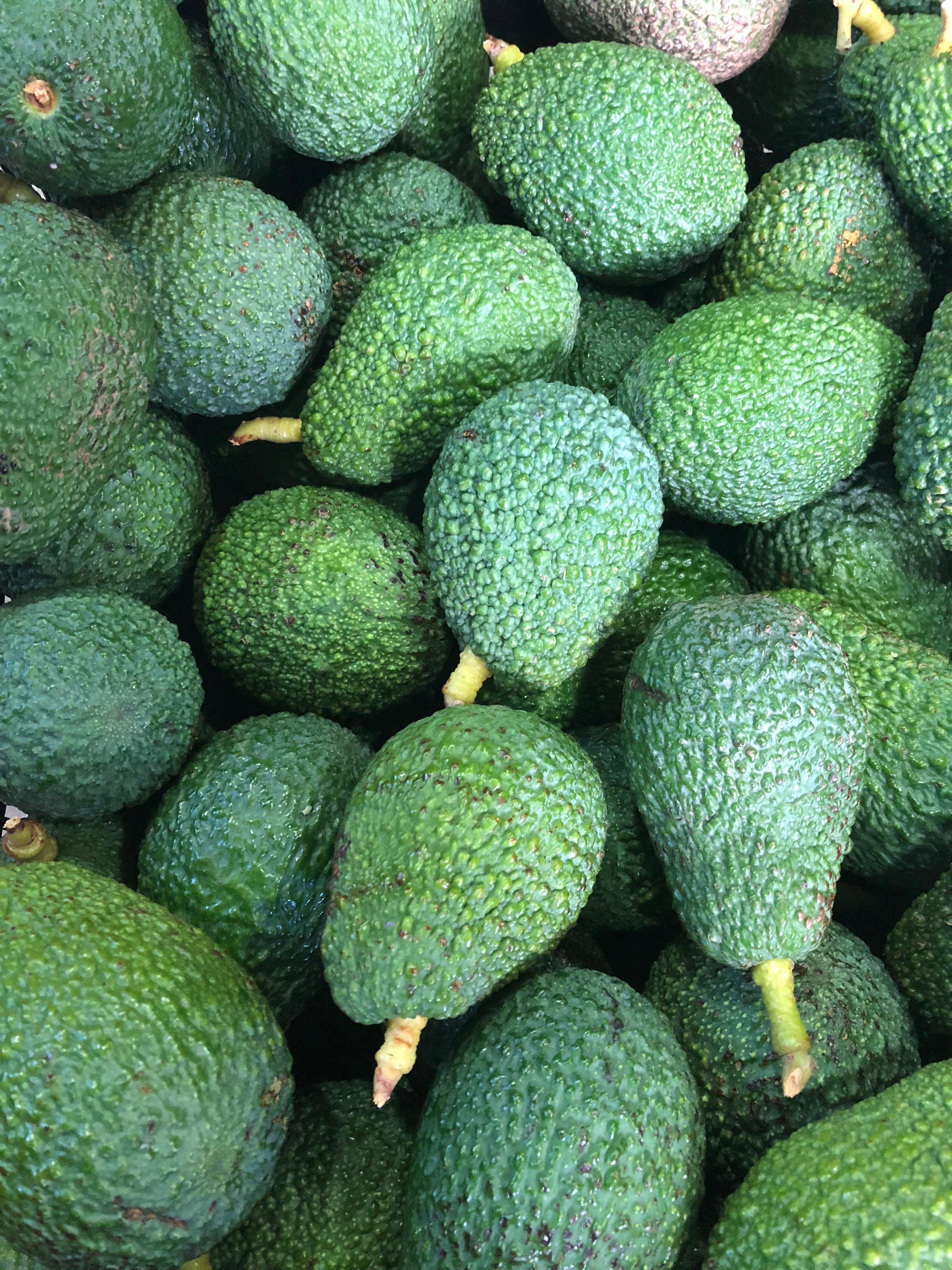 Hass Avokado 