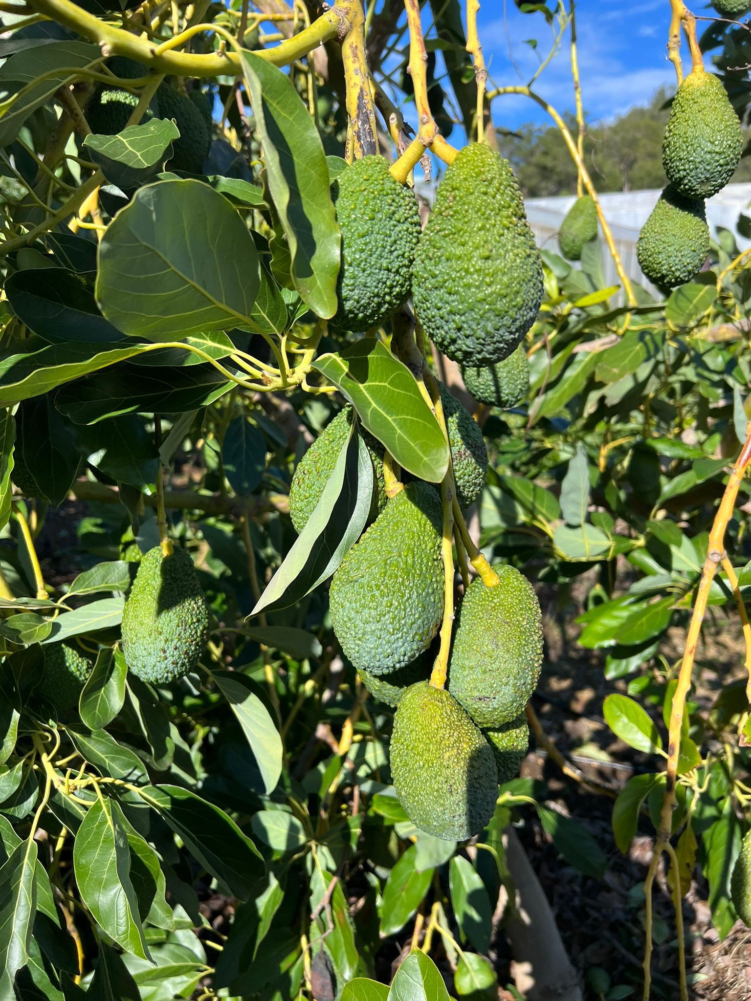 Hass Avokado 