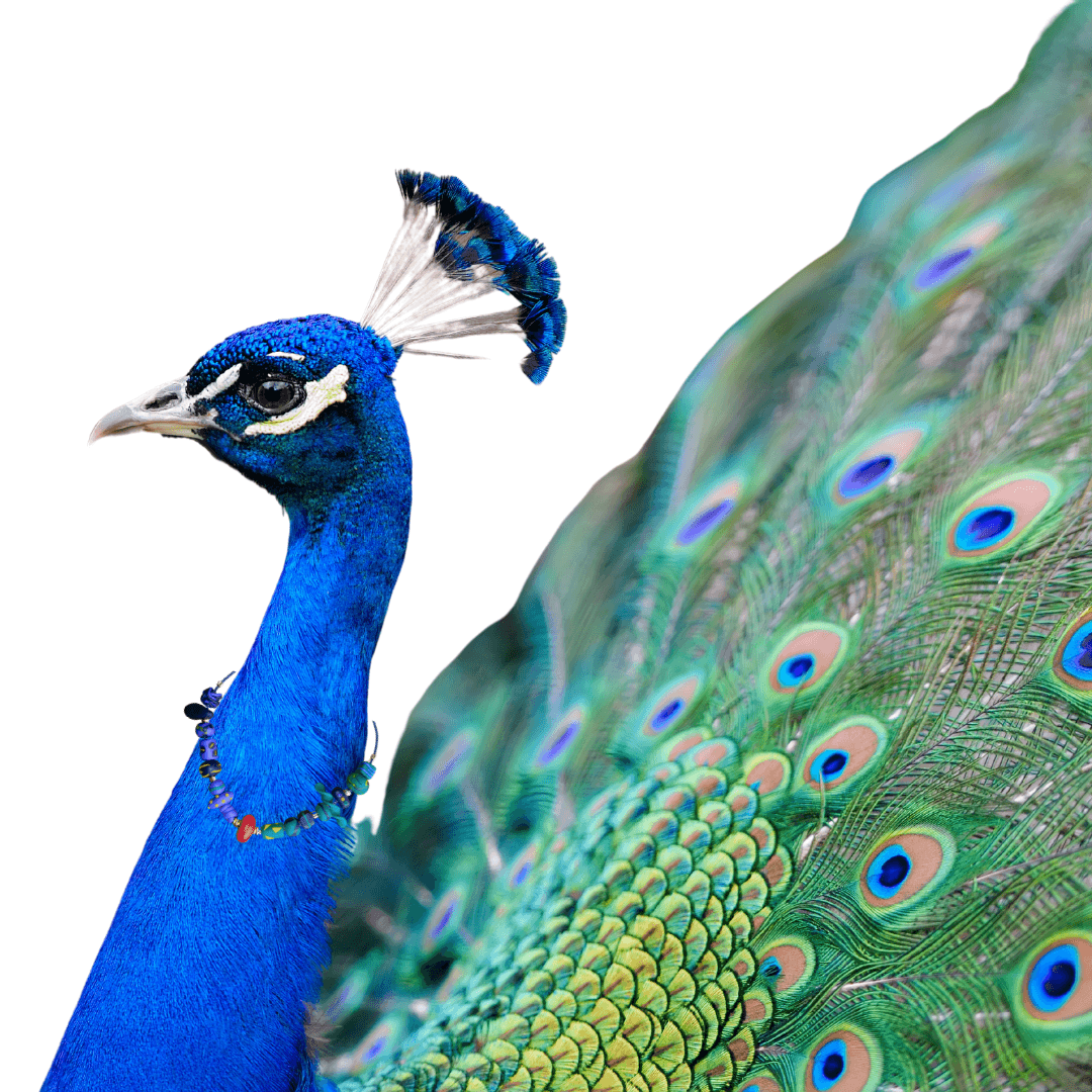 Pakize Peacock Polimer Kil Kısa Kolye