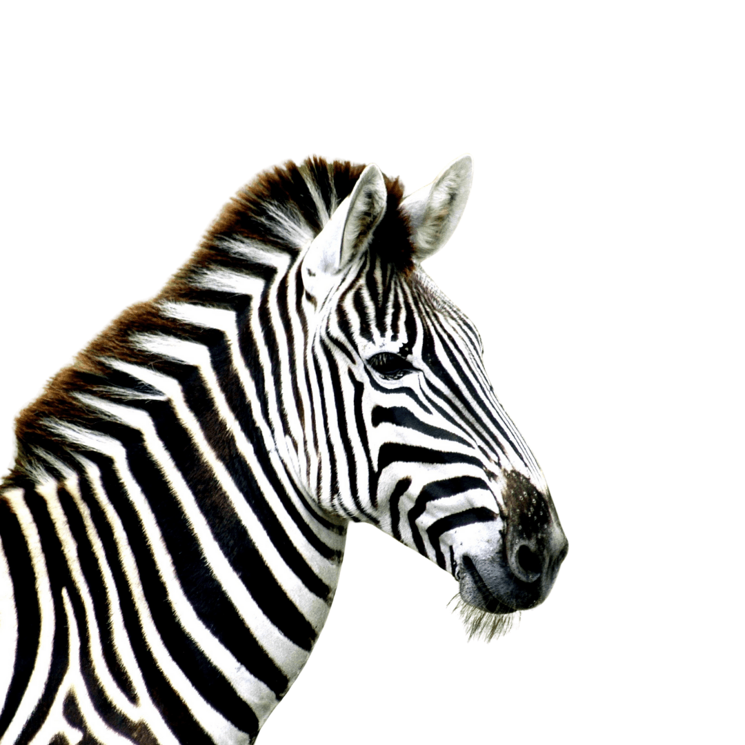 Pakize Zebra Polimer Kil Kısa Kolye