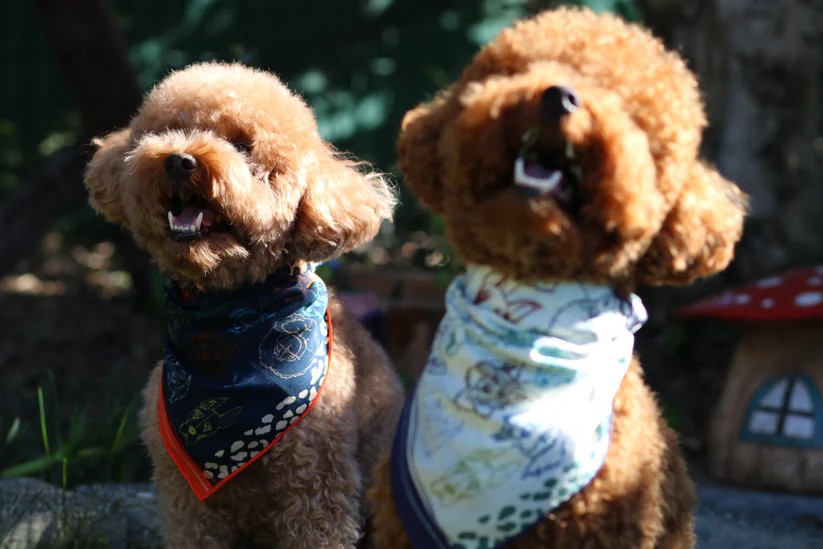 Un Poco Beyaz Köpekli Pamuk Eşarp 