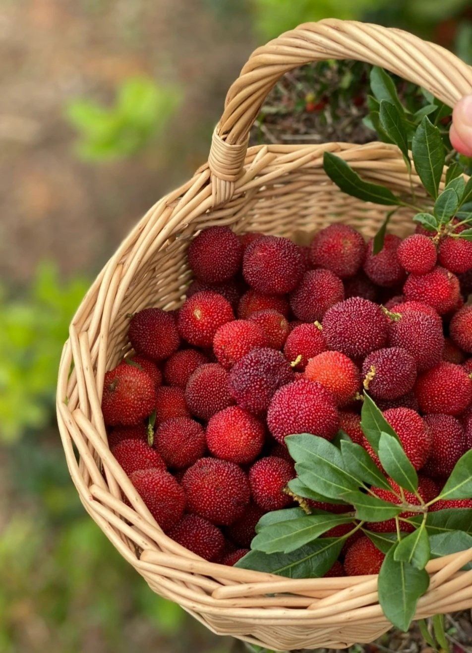 Dağ Çileği Marmelatı 660CC