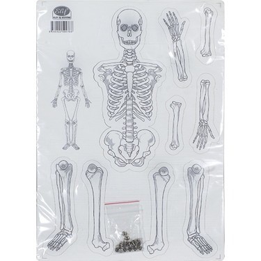 İskelet Model Yapım Seti(karton)