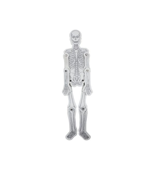 İskelet Model Yapım Seti(karton)