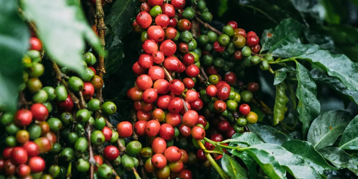Kenya AA Riuru: Baristanızın Yumuşak İçimli Filtre Kahve Önerisi