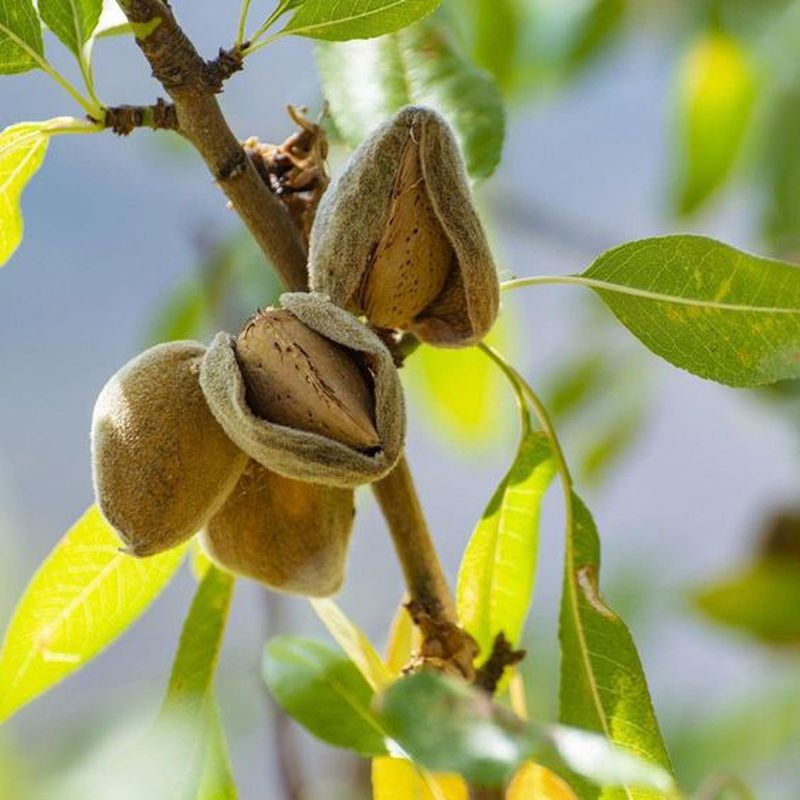 Elazığ Çiğ İç Badem 1 KG 