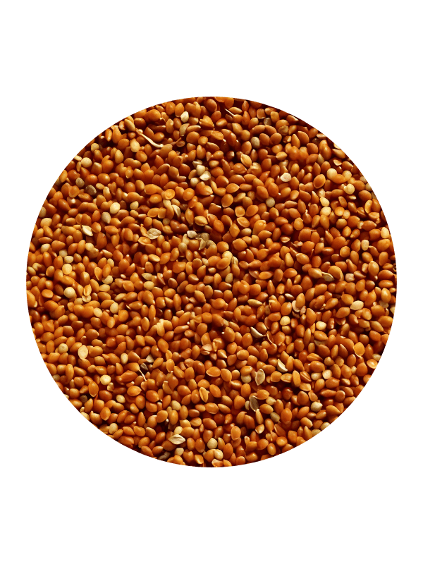 Kırmızı (Kızıl Darı)