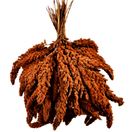 Dal Darı (İri Boy Tilki Darı 2023 Yılı Üretimi)