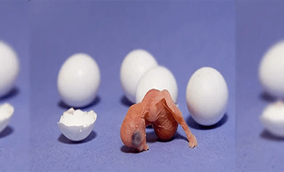 Yumurta içinde ölüm ? Yumurtadan çıkamayan muhabbet kuşu