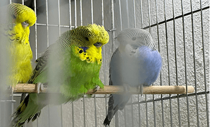 Muhabbet kuşu üretim kafesi nasıl olmalı? Kuşlar için kafes seçimi