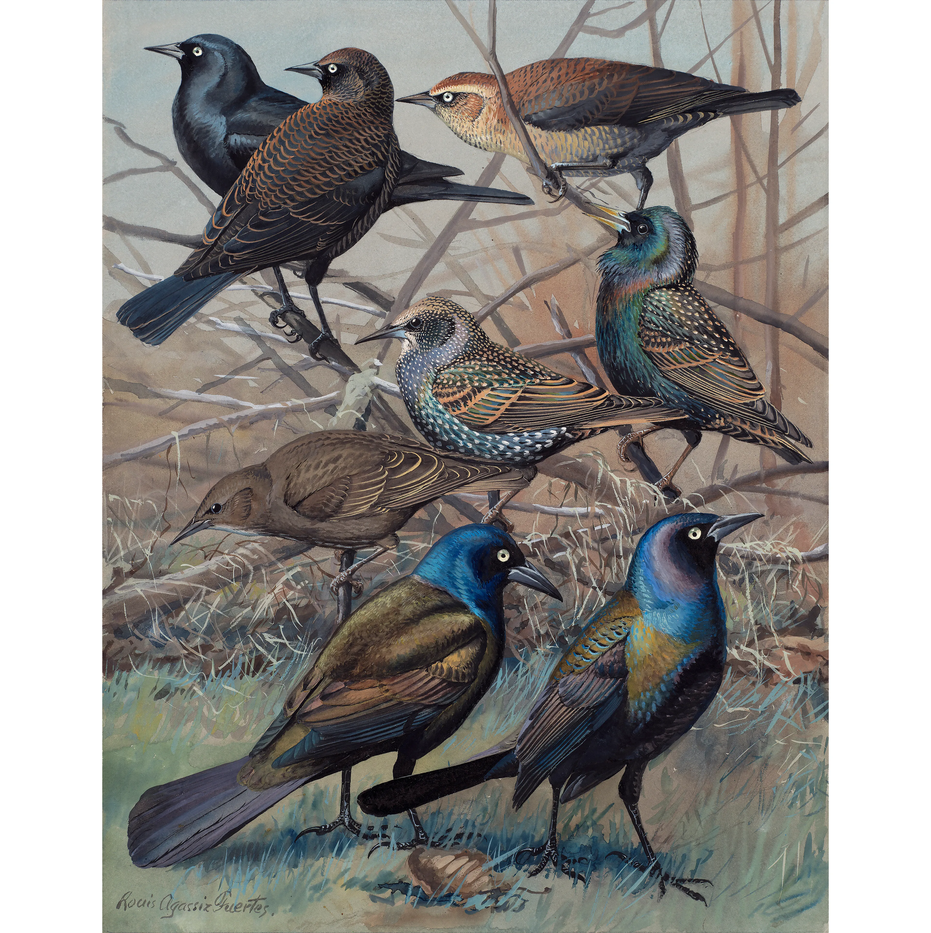 Sığırcıklar - Louis Agassiz Fuertes