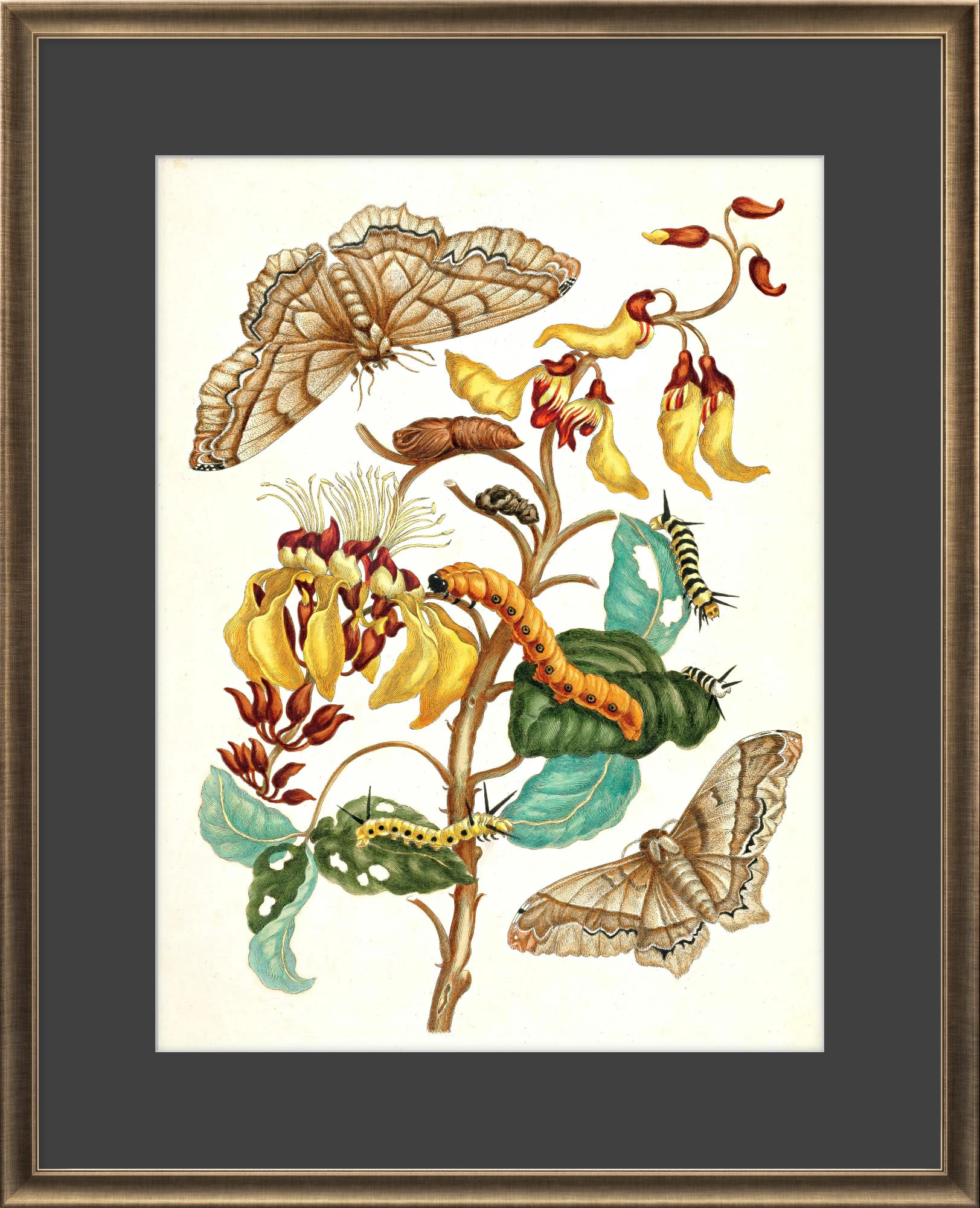 Dönüşüm (Metamorfoz)