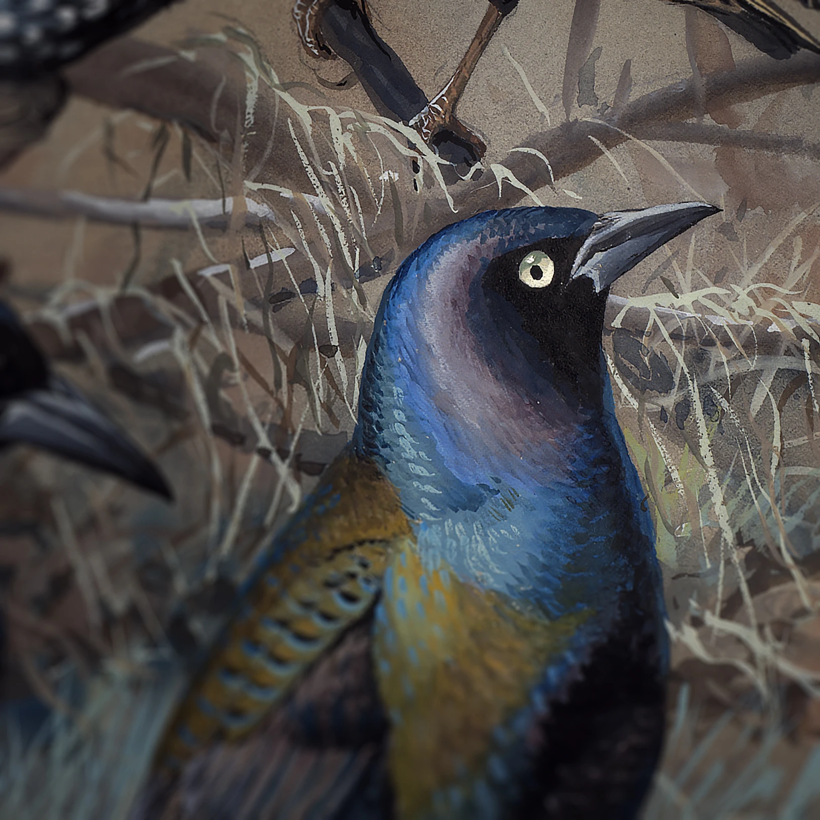 Sığırcıklar - Louis Agassiz Fuertes