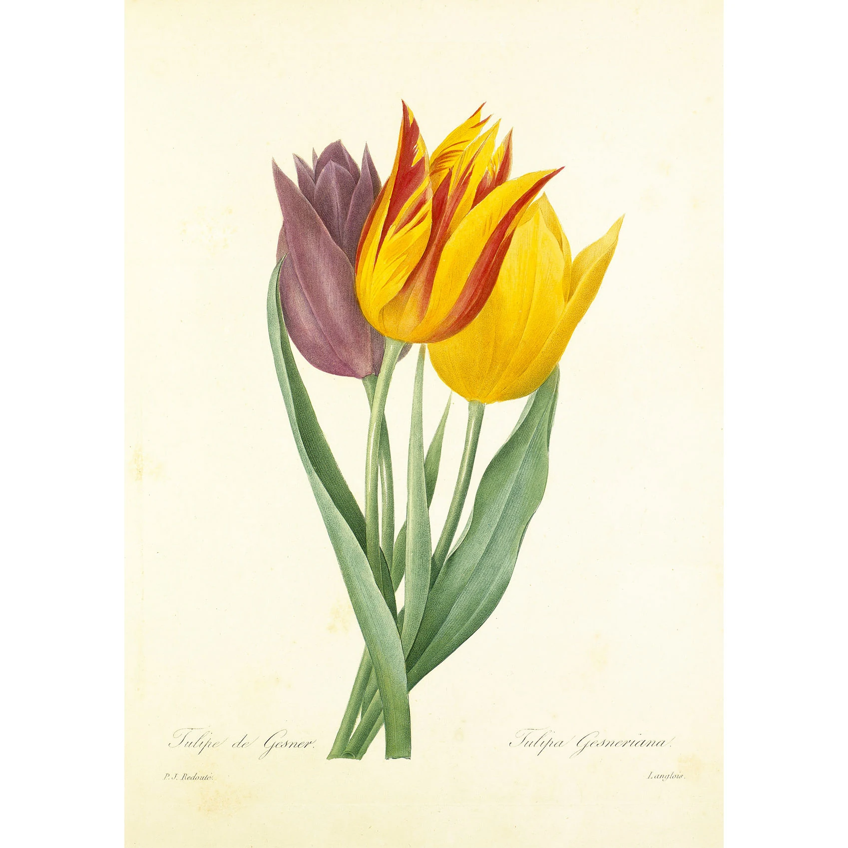 Lale (Tulipa Gesneriana)