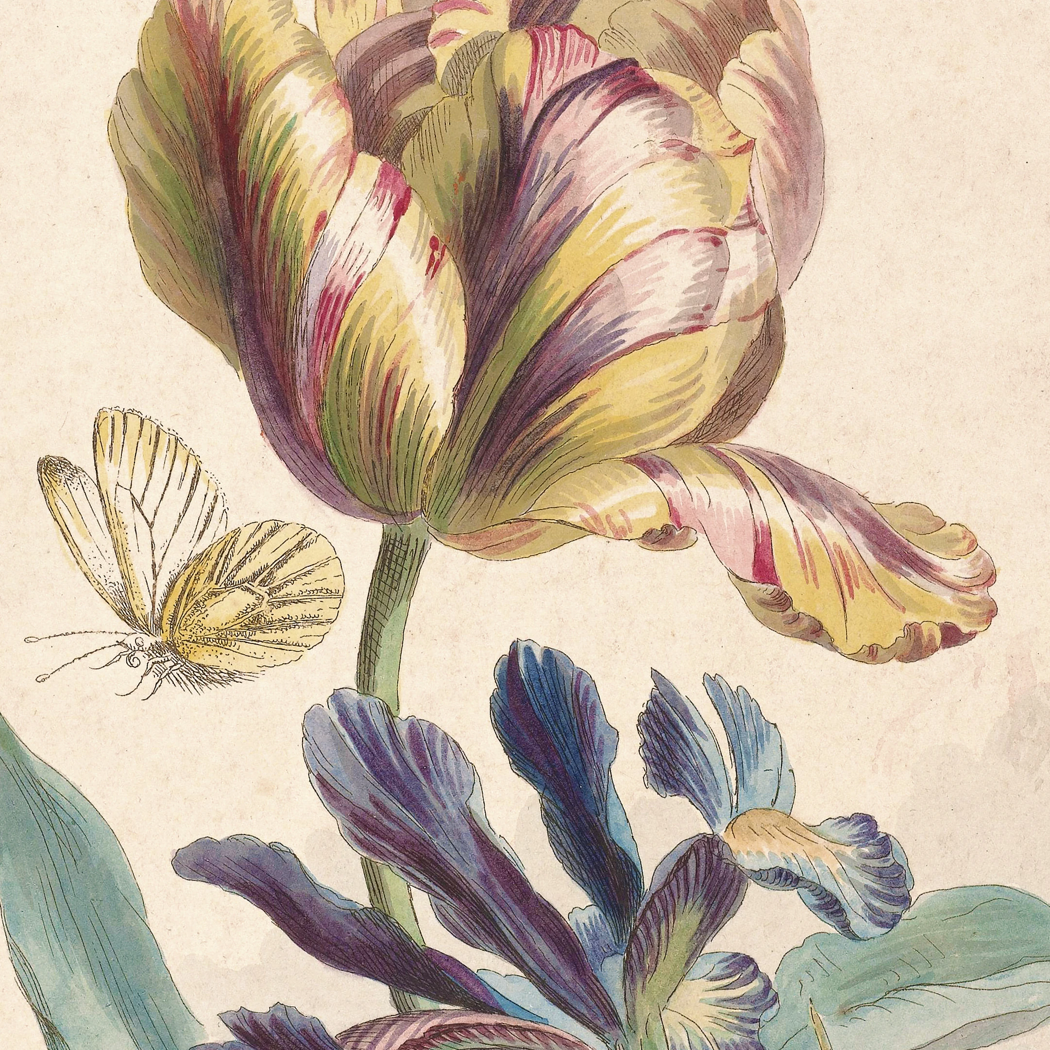 Lale (Botanik Resim)