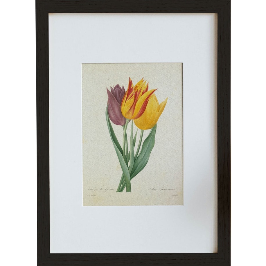 Lale (Tulipa Gesneriana)