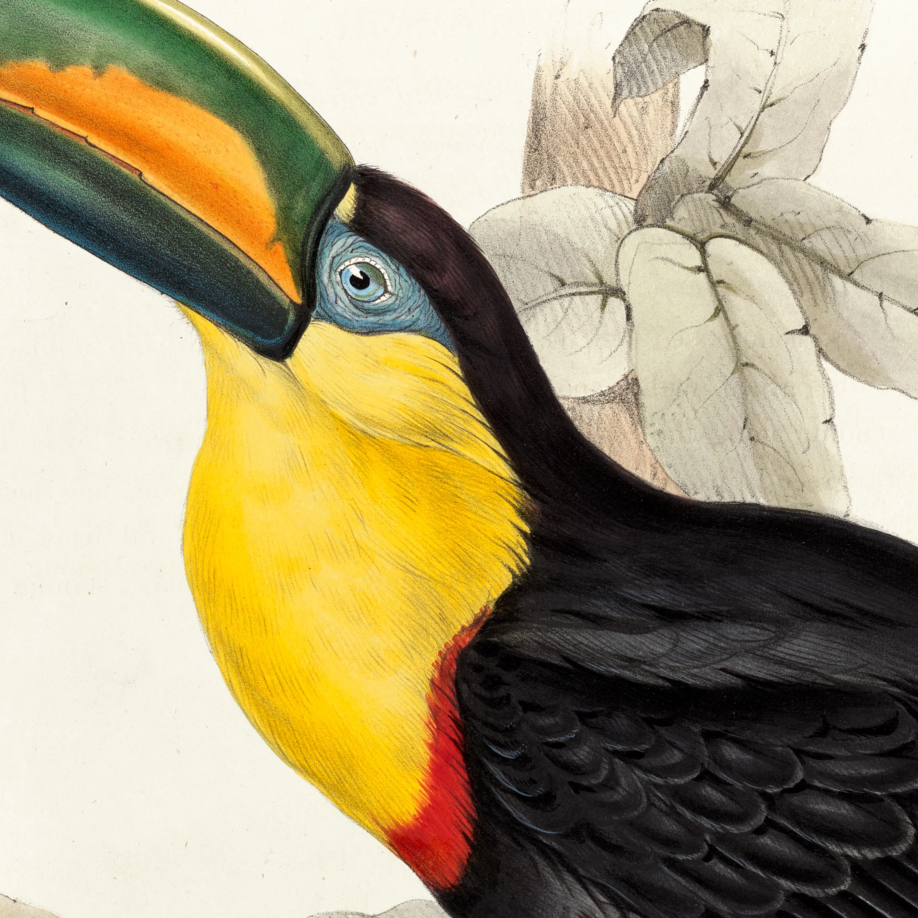 Sivri Gagalı Tukan (Ramphastos Carinatus)