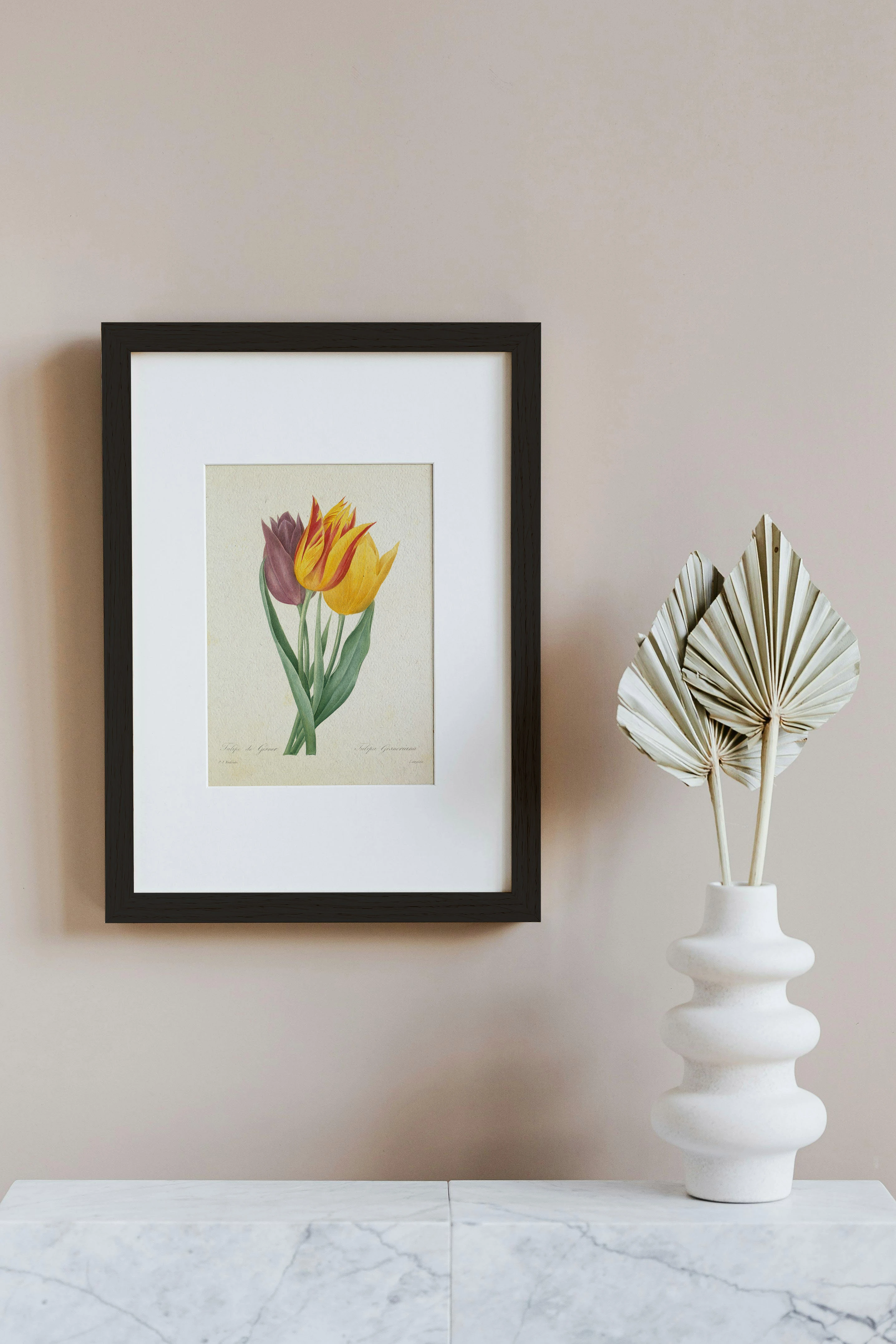 Lale (Tulipa Gesneriana)