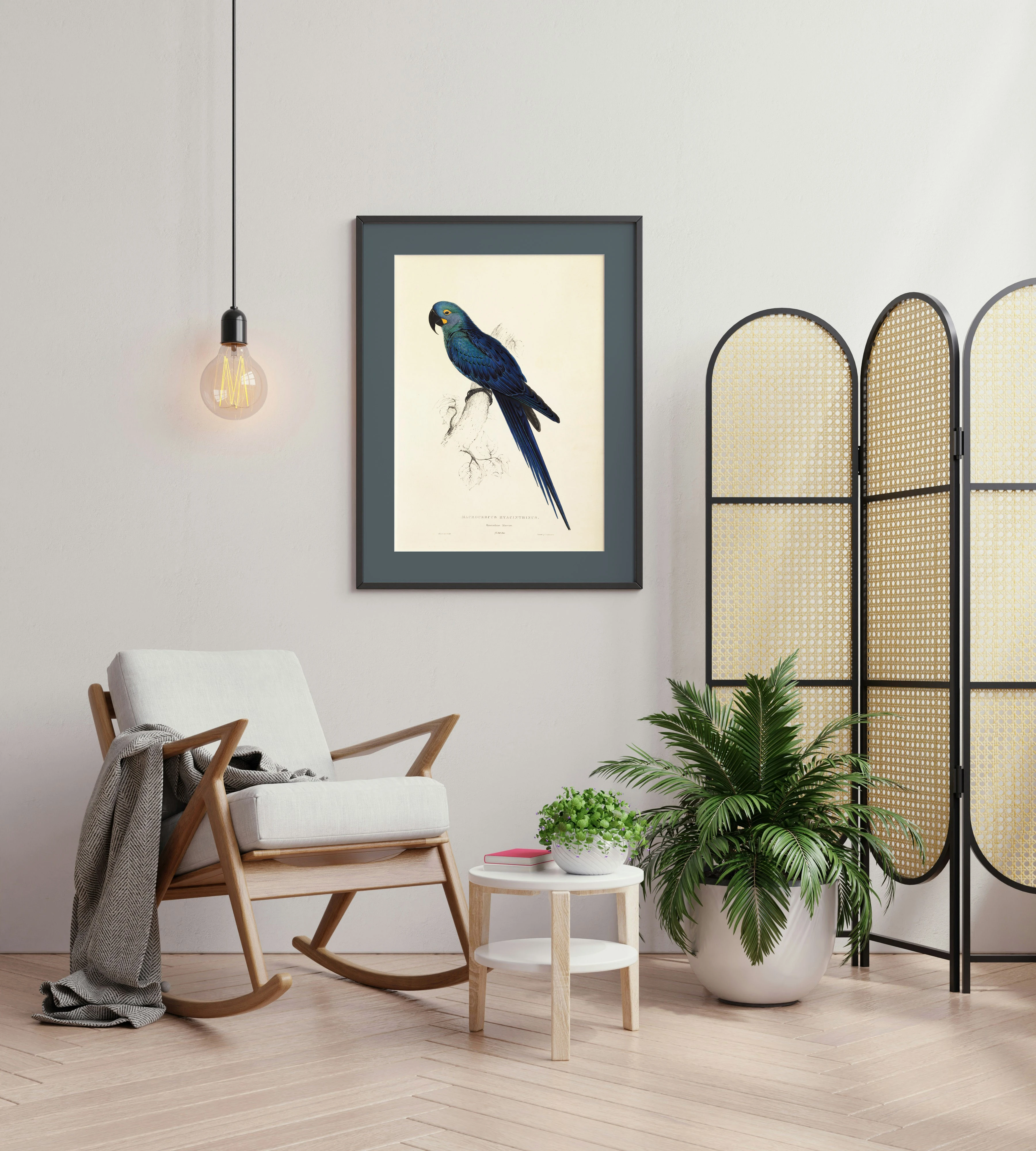 Sümbül Papağanı (Macrocercus Hyacinthinus)