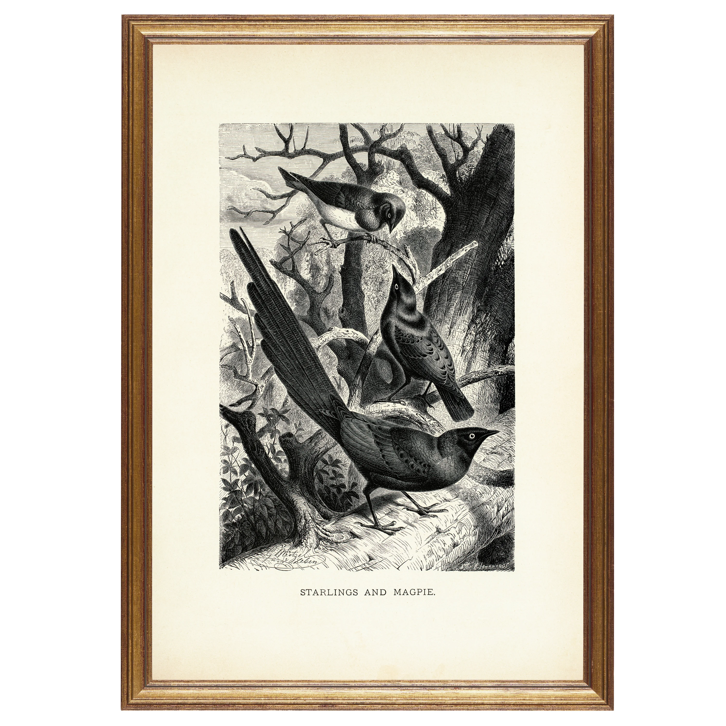 Saksağan ve Sığırcıklar