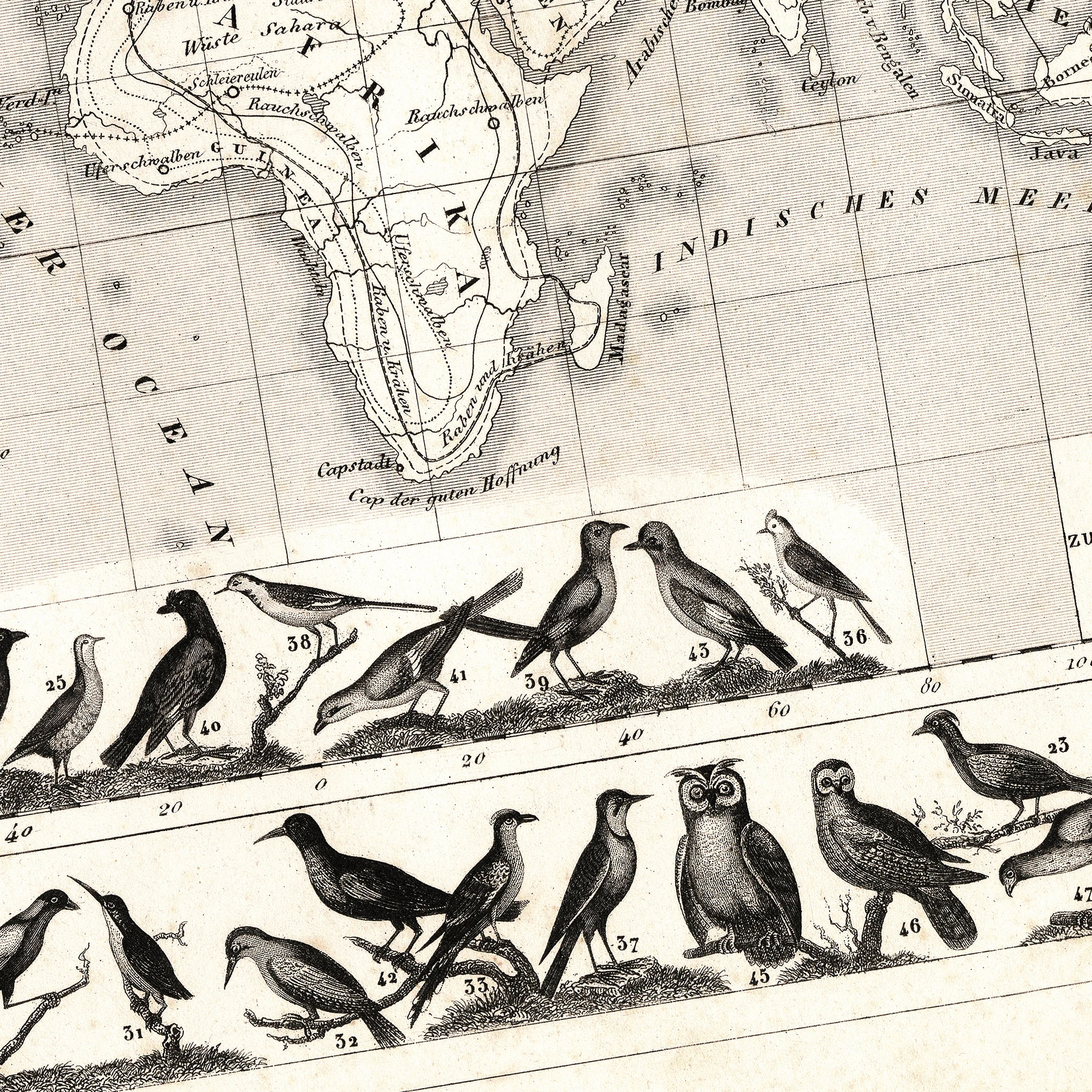 Göçmen Kuşlar Haritası