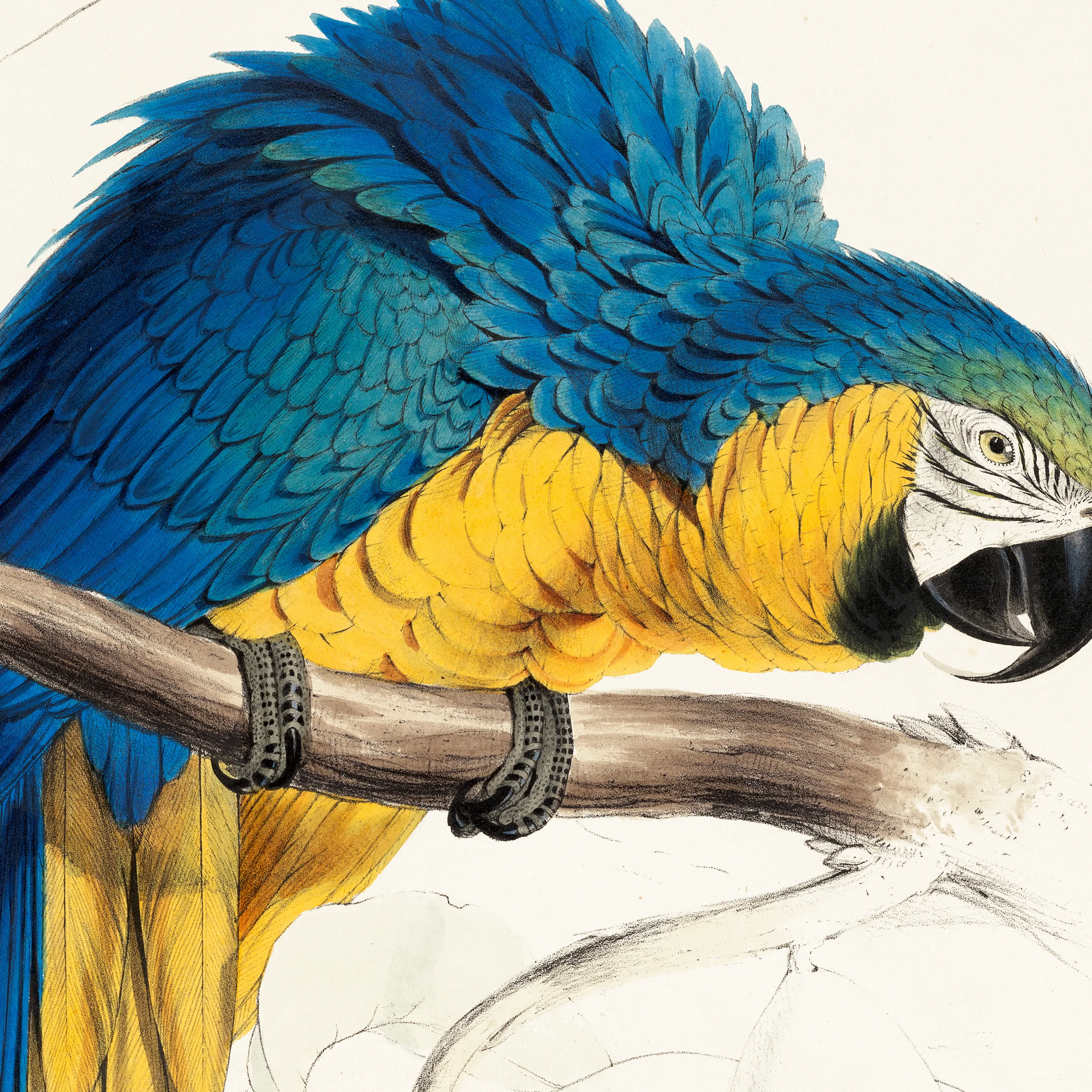 Mavi-Sarı Macaw Papağanı (Macrocercus Ararauna)