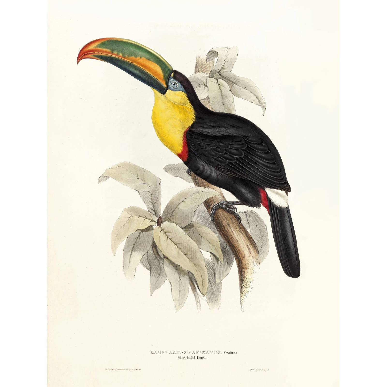 Sivri Gagalı Tukan (Ramphastos Carinatus)