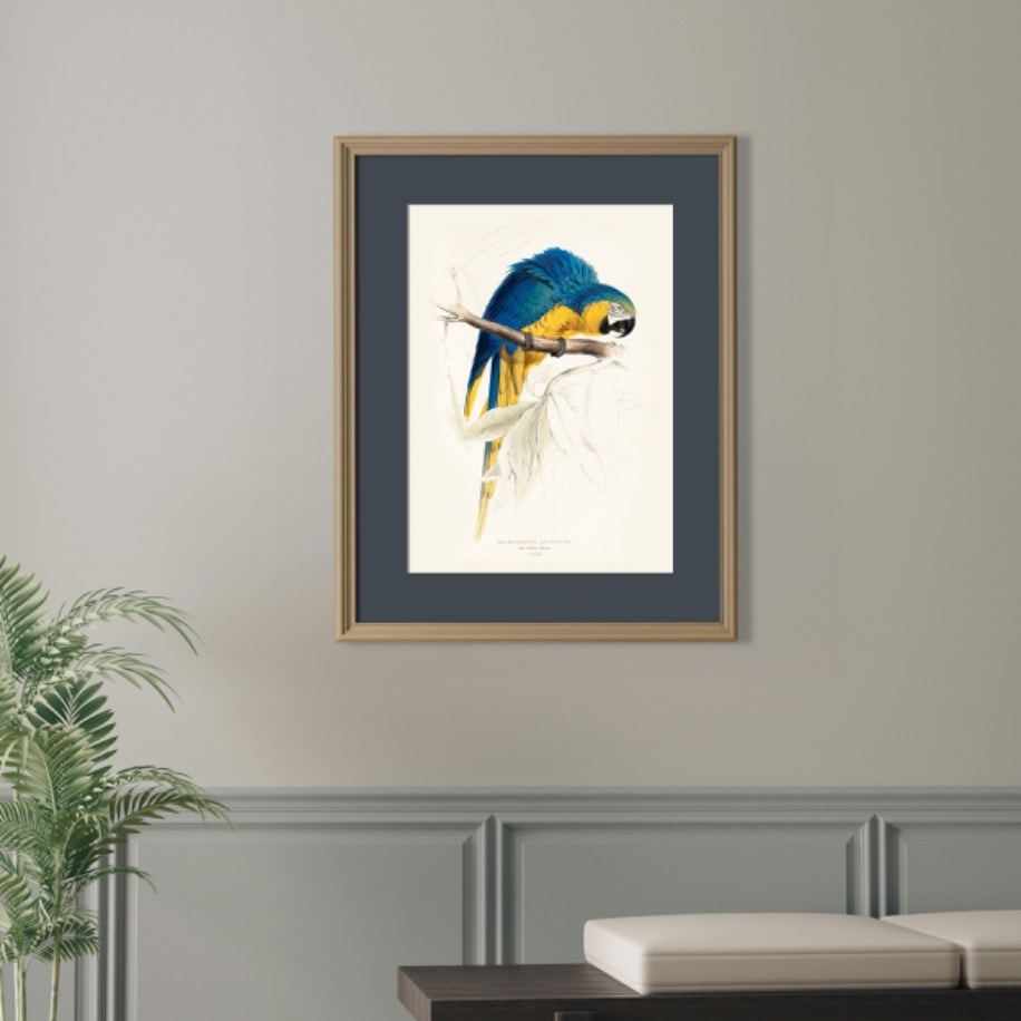 Mavi-Sarı Macaw Papağanı (Macrocercus Ararauna)