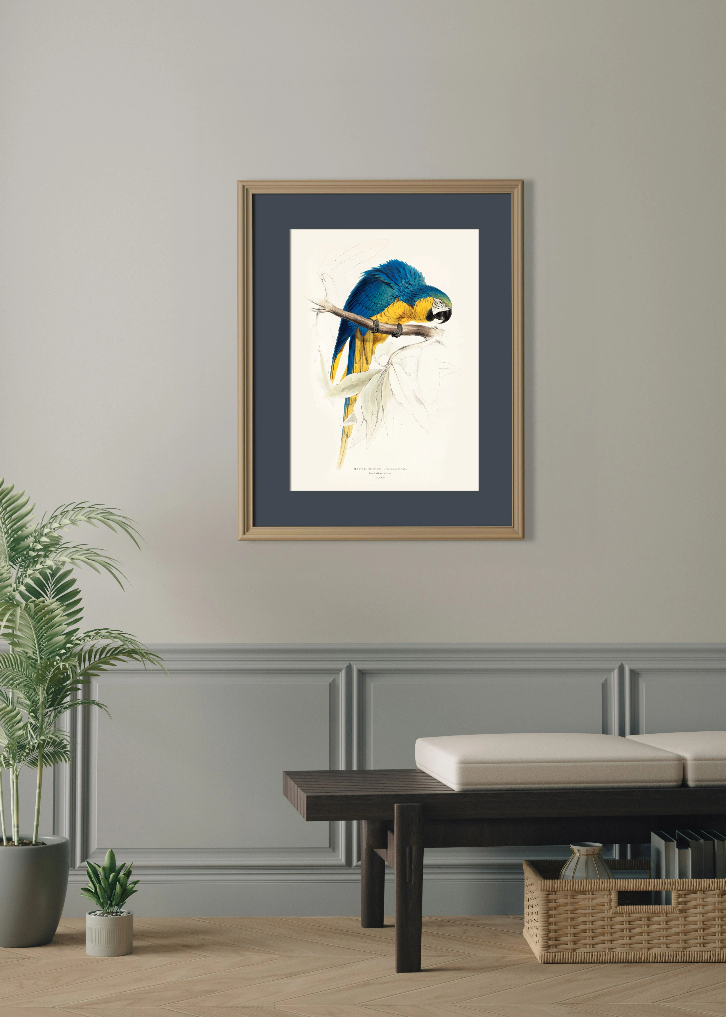 Mavi-Sarı Macaw Papağanı (Macrocercus Ararauna)