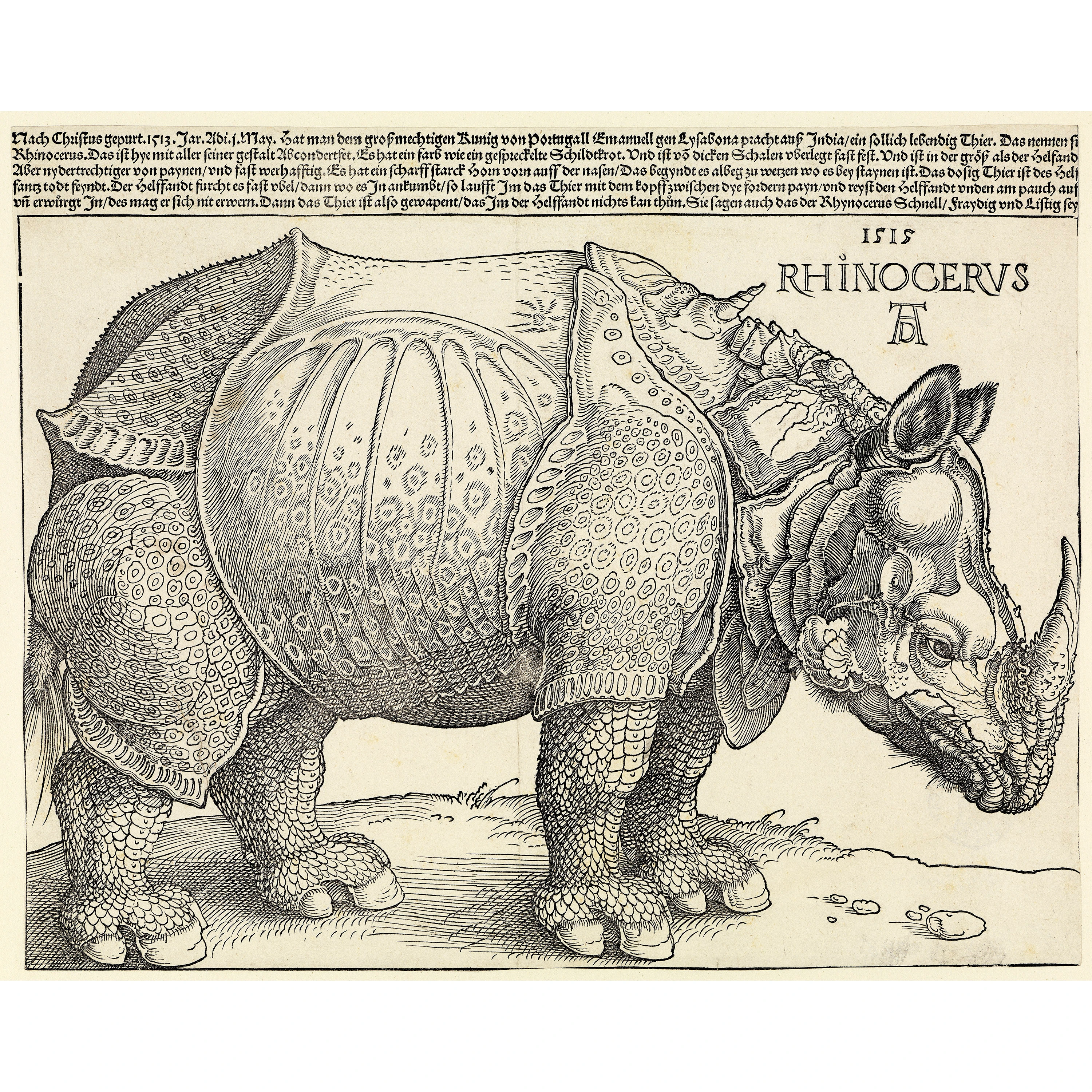 Gergedan - Albrecht Dürer