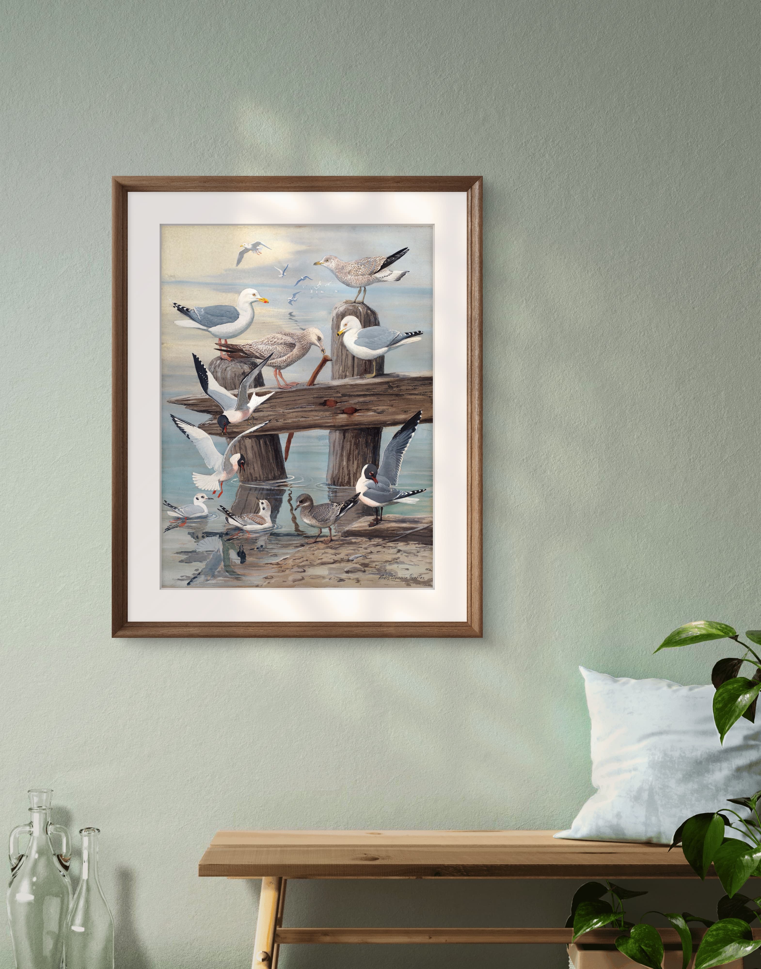 Martılar - Louis Agassiz Fuertes