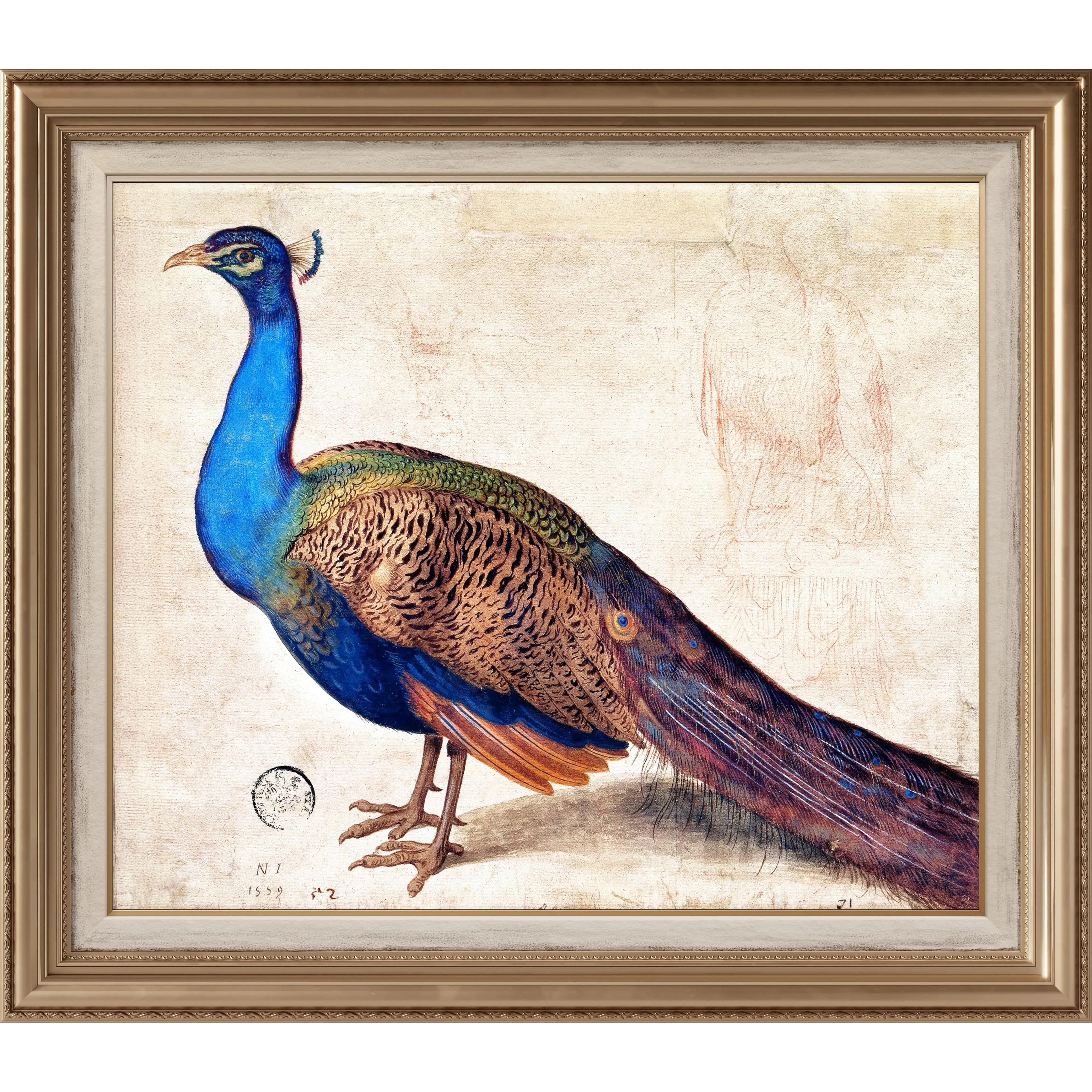 Tavus Kuşu - Nicolaus Juvenel