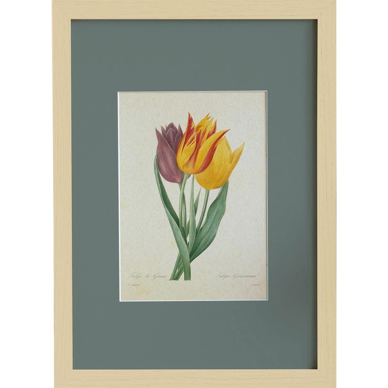 Lale (Tulipa Gesneriana)