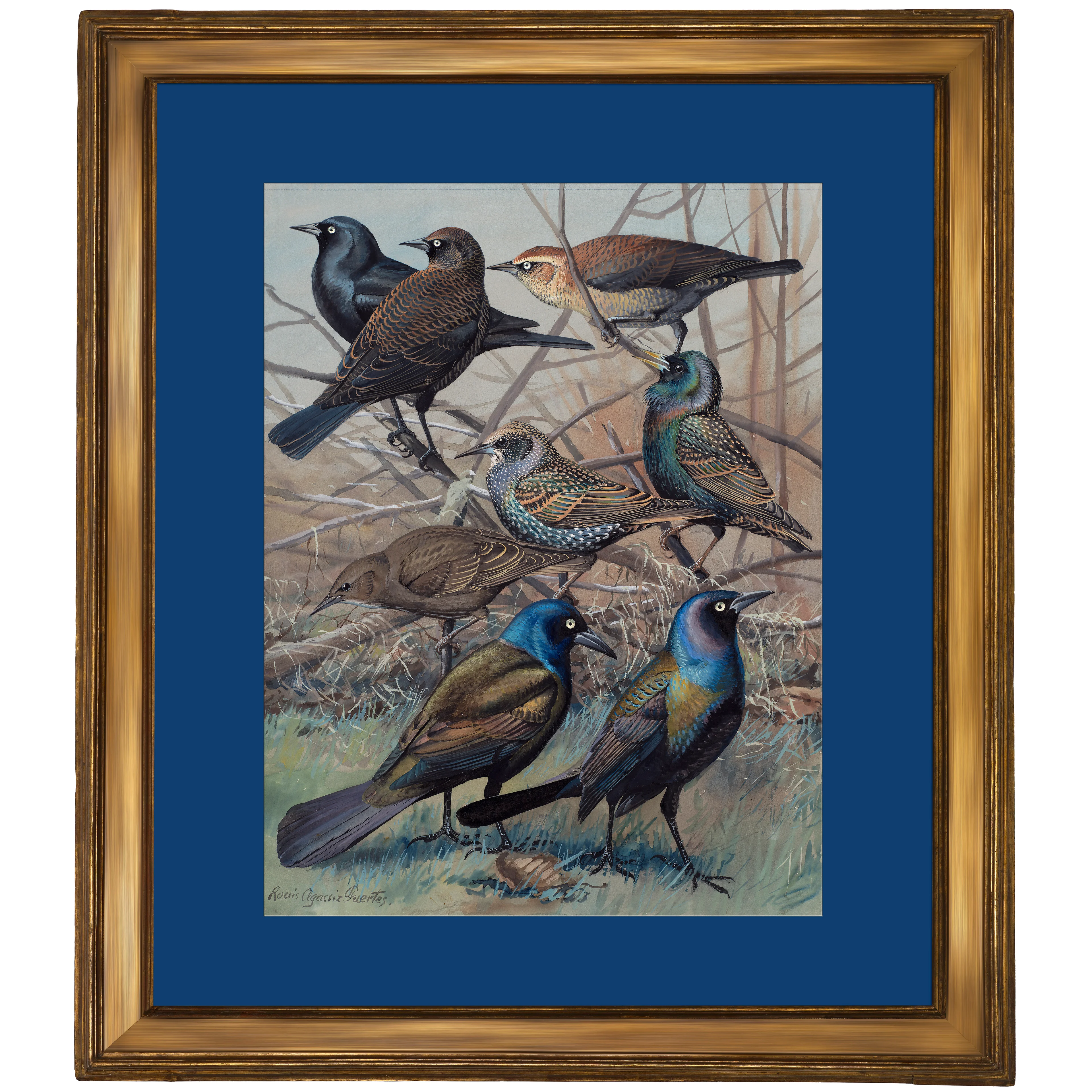 Sığırcıklar - Louis Agassiz Fuertes