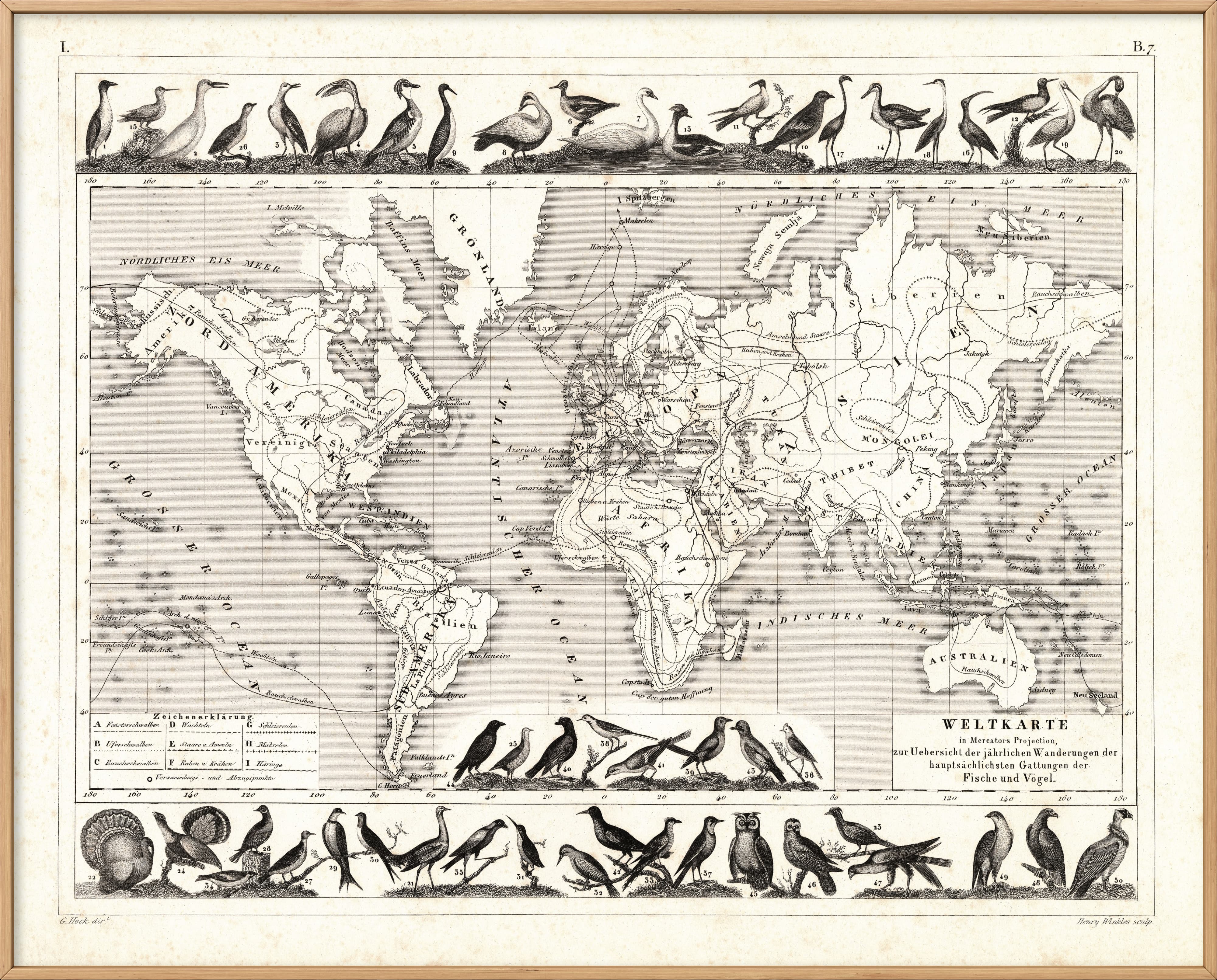 Göçmen Kuşlar Haritası