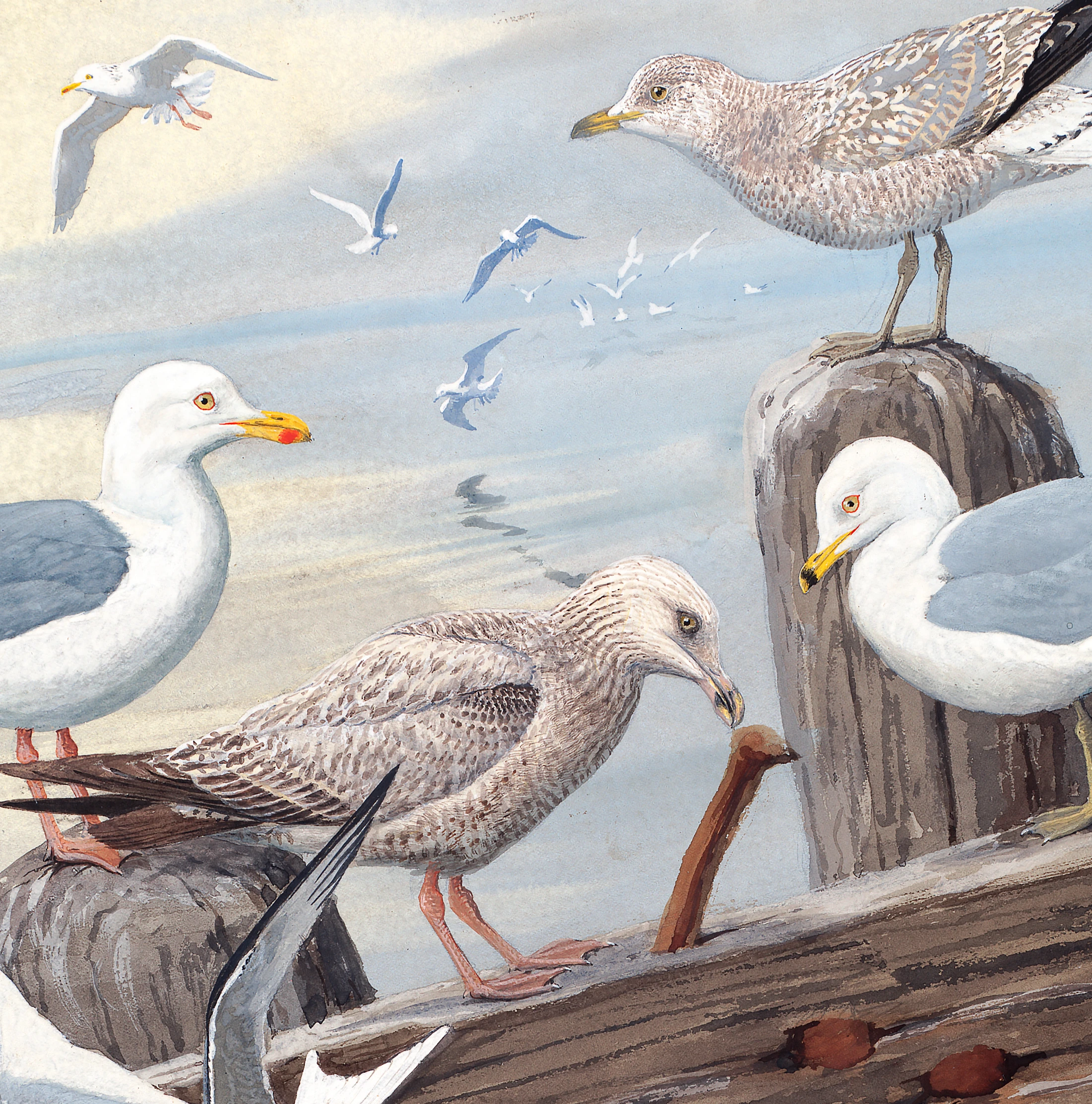 Martılar - Louis Agassiz Fuertes