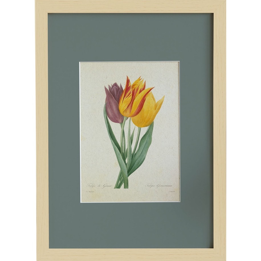 Lale (Tulipa Gesneriana)