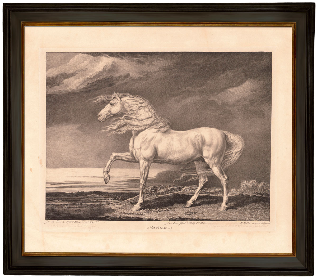 Adonis - James Ward